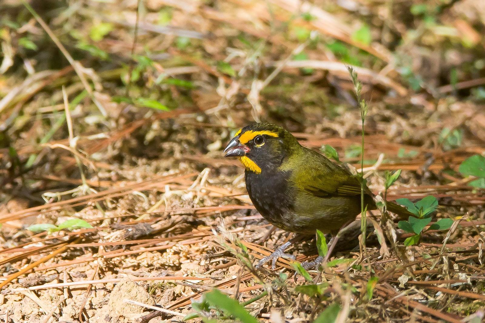 Yellow-faced Grassquit Photo by Gerald Hoekstra