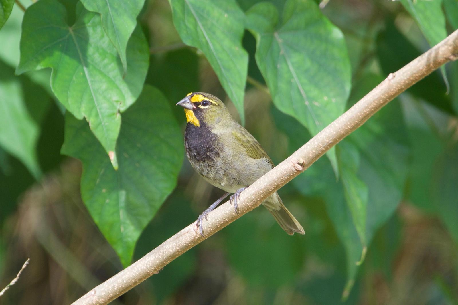 Yellow-faced Grassquit Photo by Ian Jarvie
