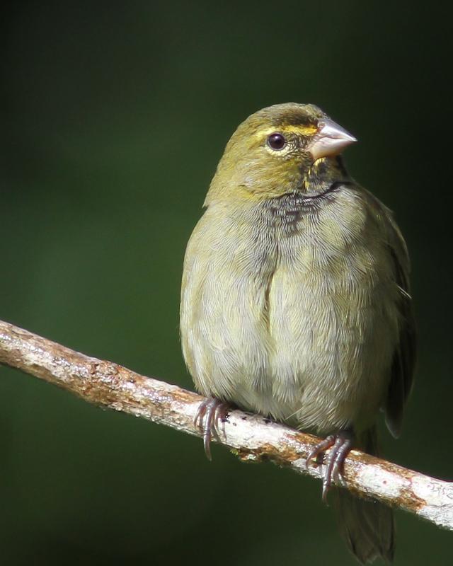 Yellow-faced Grassquit Photo by Cody Conway