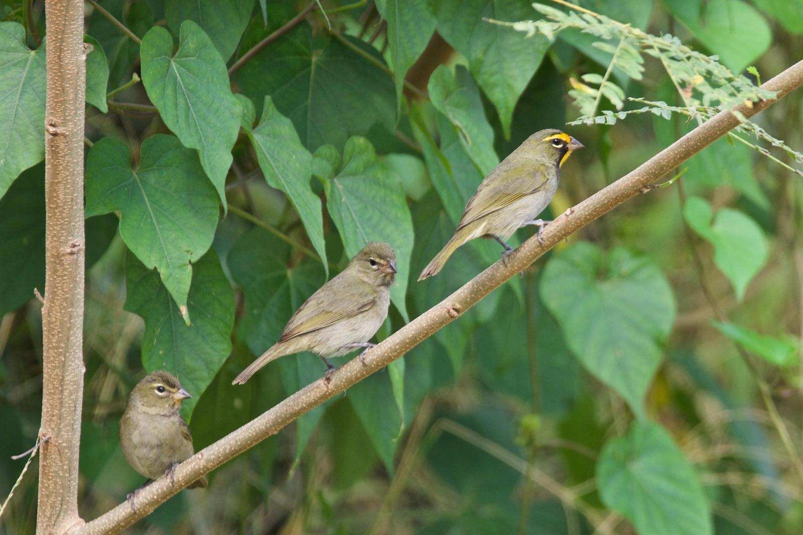 Yellow-faced Grassquit Photo by Ian Jarvie