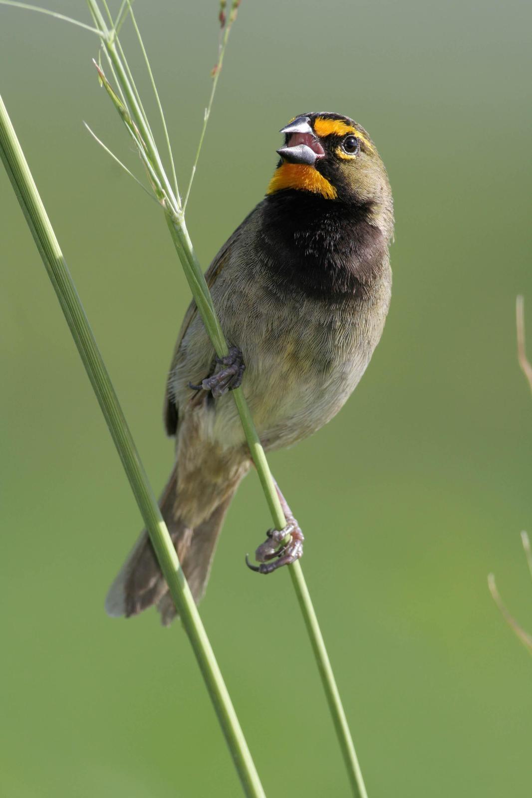 Yellow-faced Grassquit Photo by Patrick Van Thull