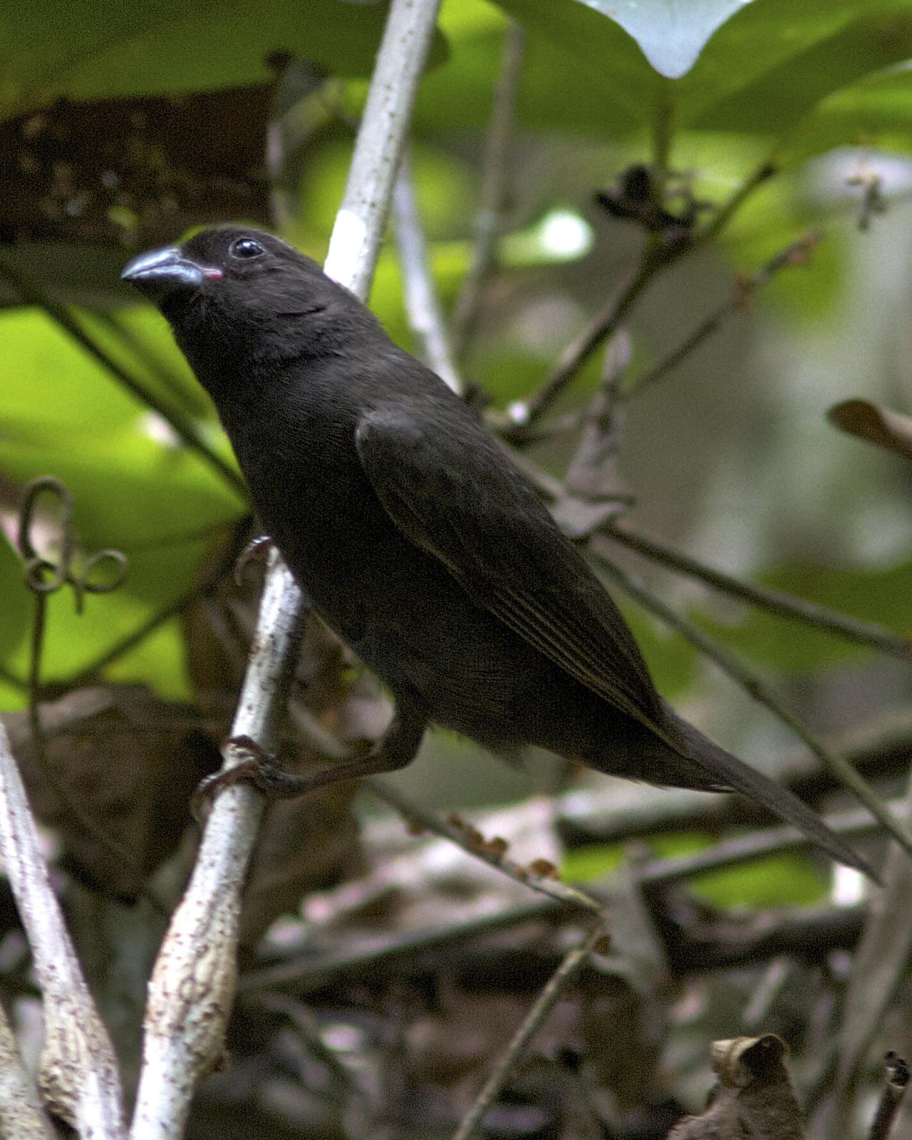 Sooty Grassquit Photo by Marcelo Padua