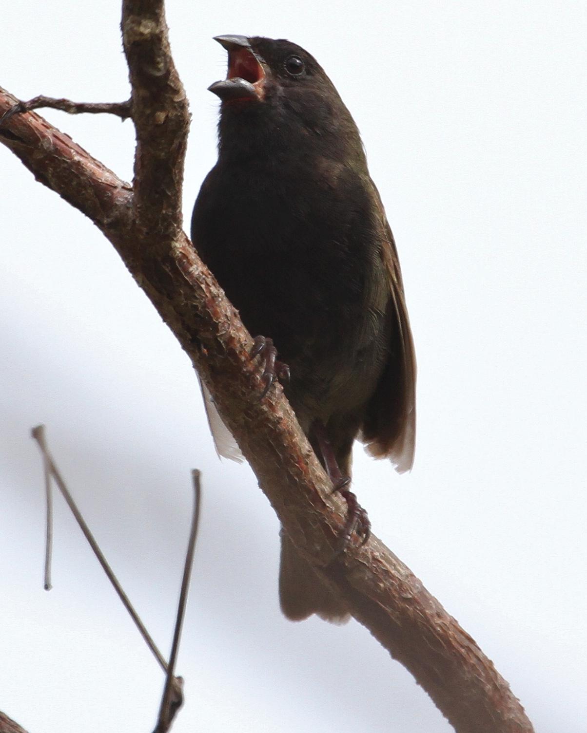 Black-faced Grassquit Photo by Monte Taylor