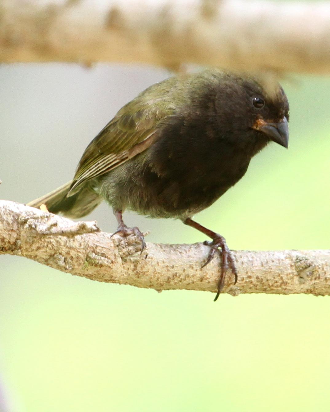 Black-faced Grassquit Photo by Monte Taylor