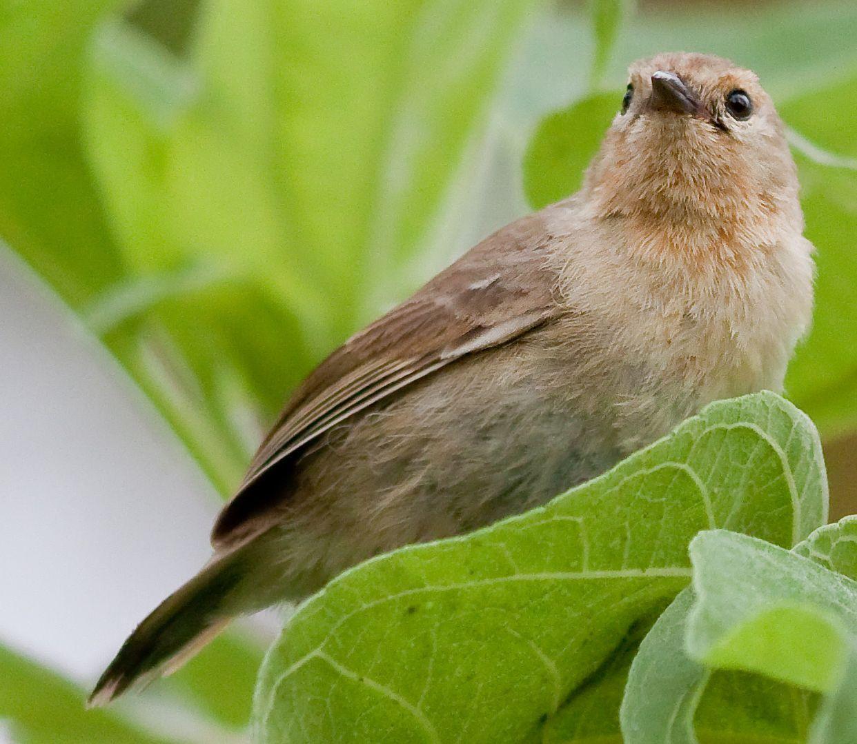 Green Warbler-Finch Photo by Michi Dvorak