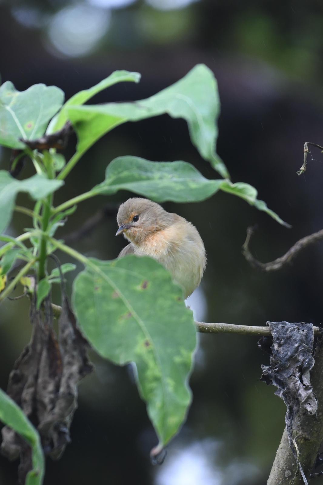 Green Warbler-Finch Photo by Ann Doty