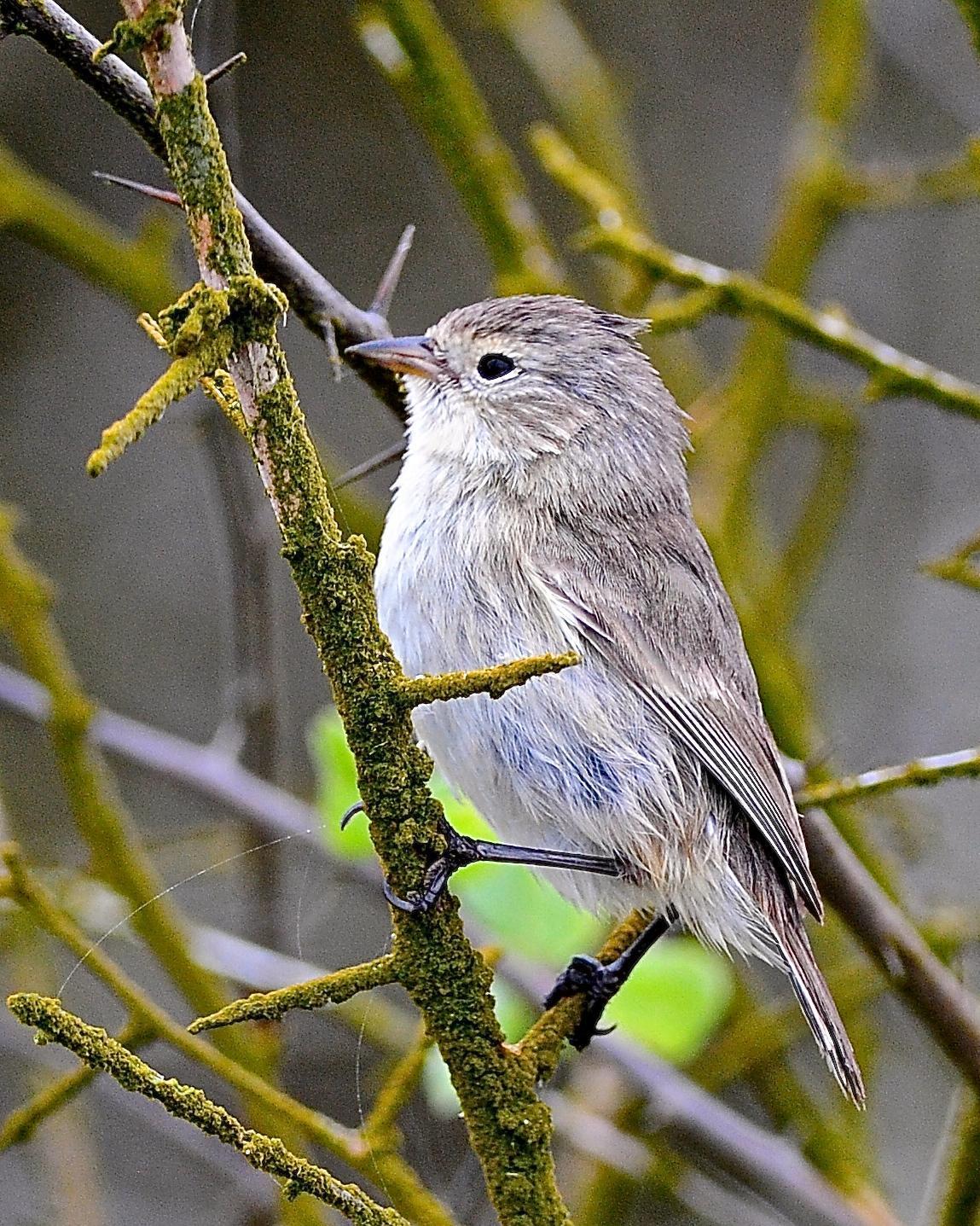 Gray Warbler-Finch Photo by Gerald Friesen