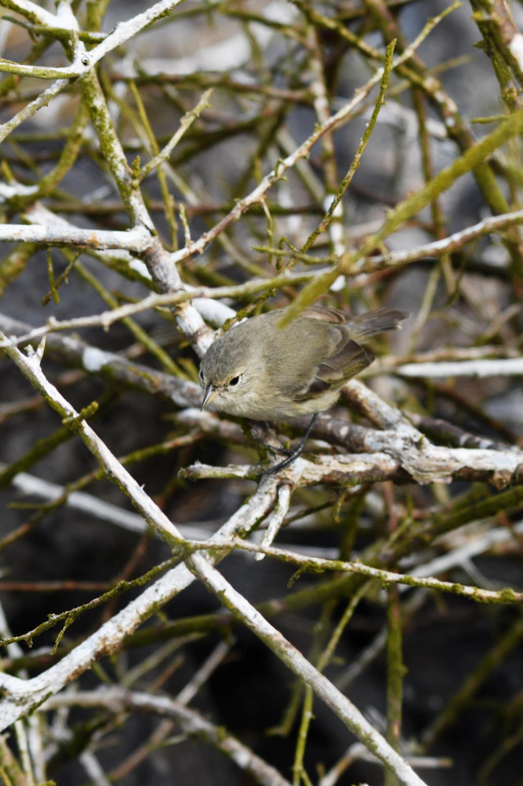 Gray Warbler-Finch Photo by Ann Doty