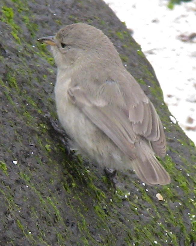 Gray Warbler-Finch Photo by Knut Hansen