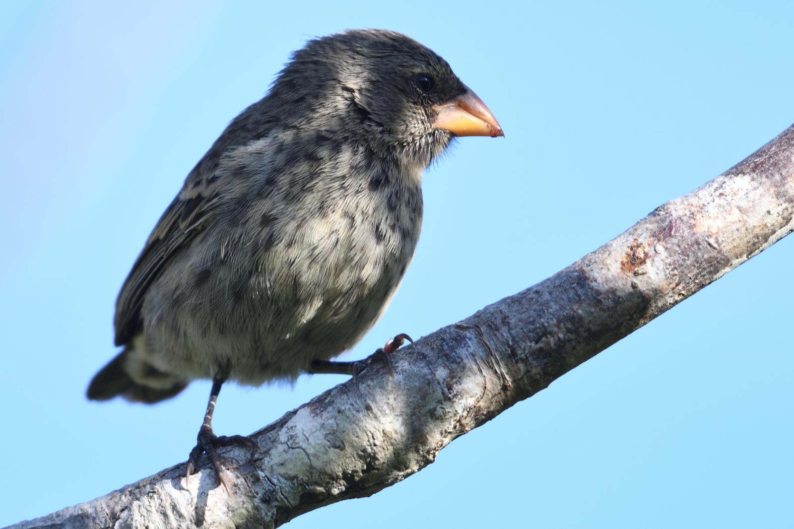 Small Tree-Finch Photo by Ann Doty