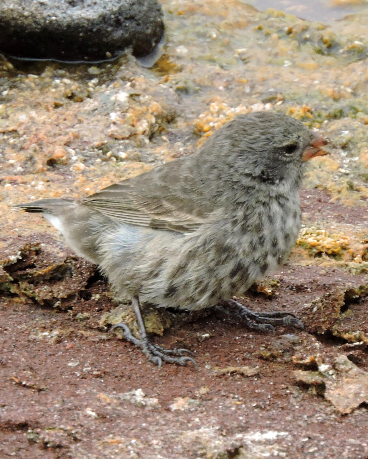 Small Ground-Finch Photo by Peter Lowe