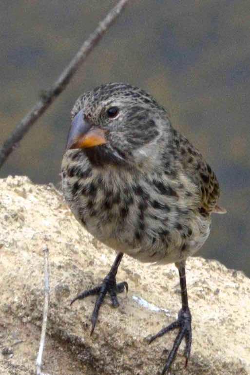Small Ground-Finch Photo by Andrew Pittman