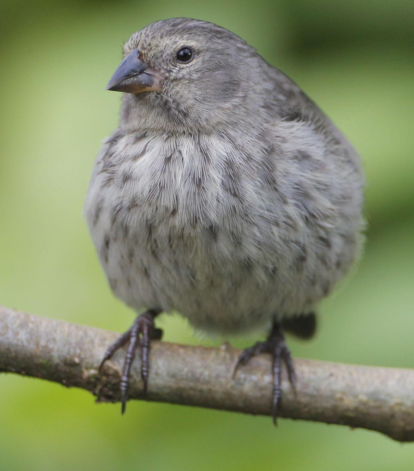 Small Ground-Finch Photo by Michi Dvorak