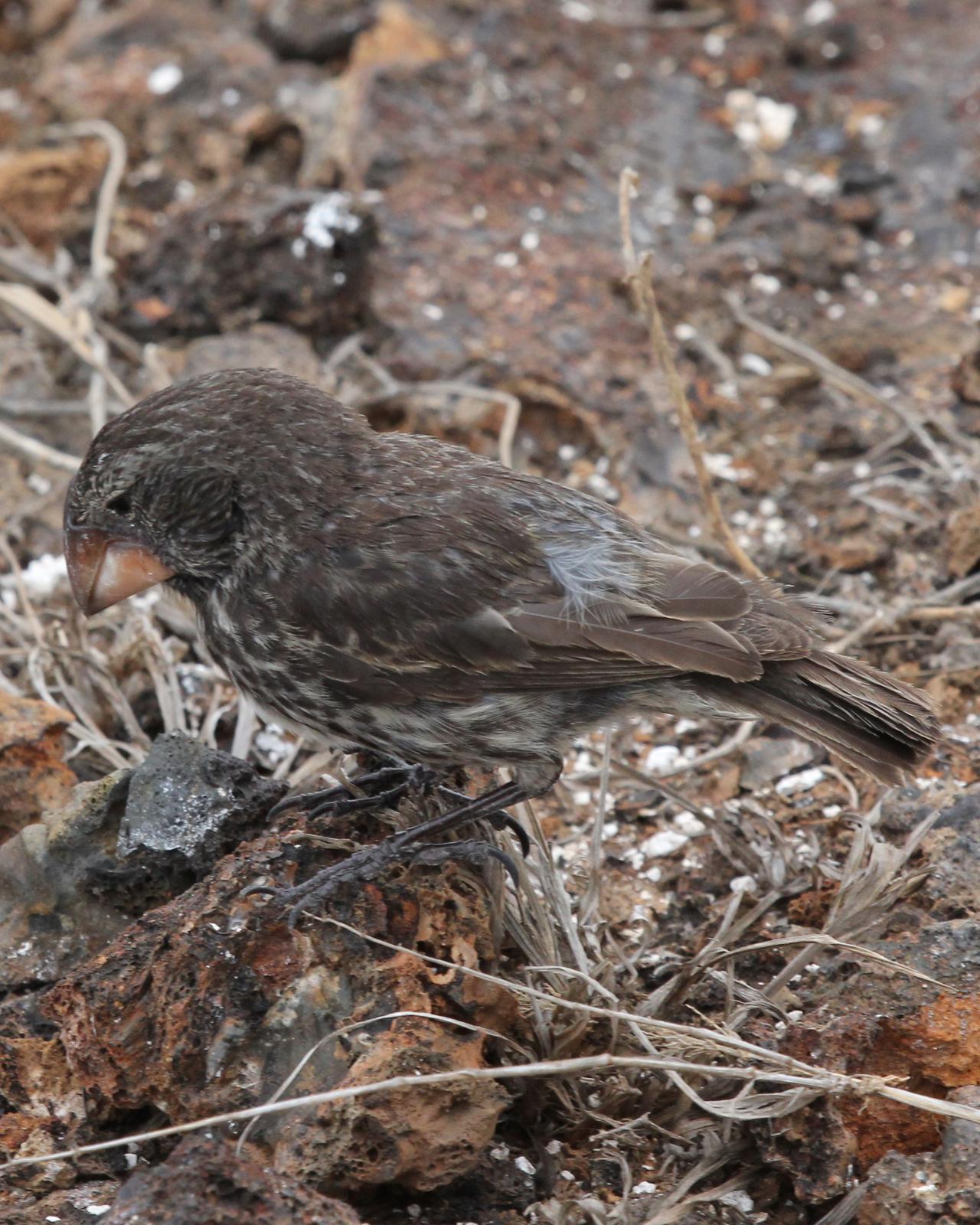 Large Ground-Finch Photo by Robert Polkinghorn