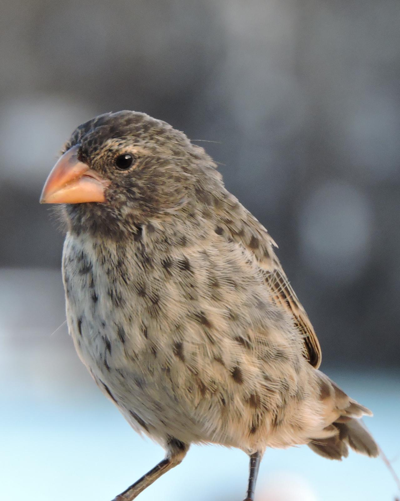 Large Ground-Finch Photo by Peter Lowe