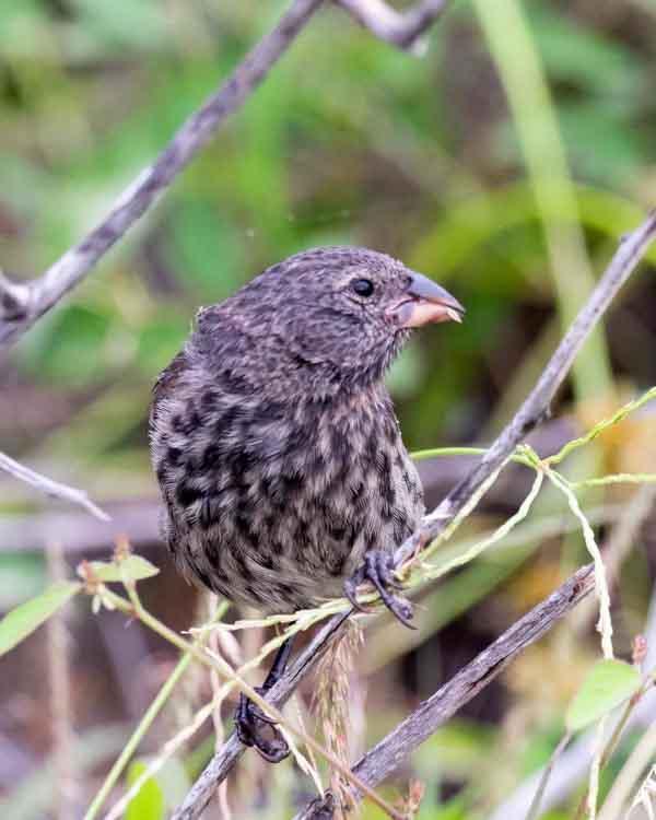 Large Ground-Finch Photo by Bob Hasenick