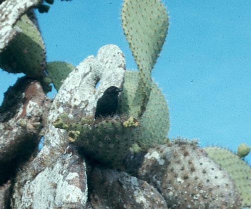 Common Cactus-Finch Photo by Dan Tallman