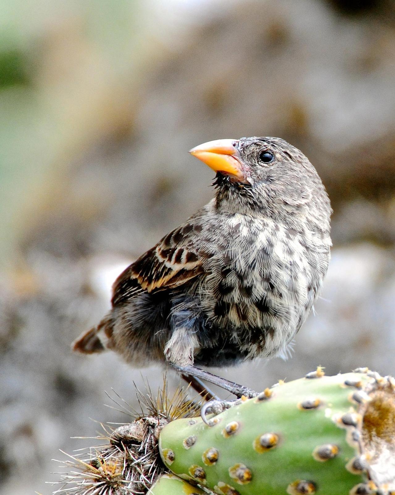 Common Cactus-Finch Photo by Gerald Friesen