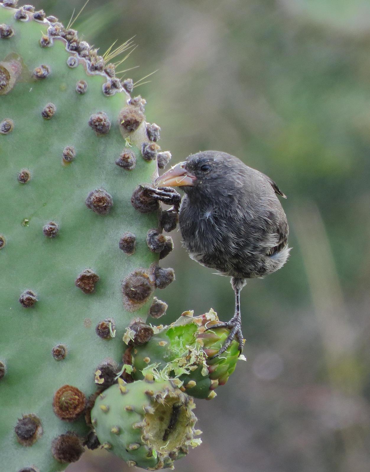 Common Cactus-Finch Photo by Kent Jensen