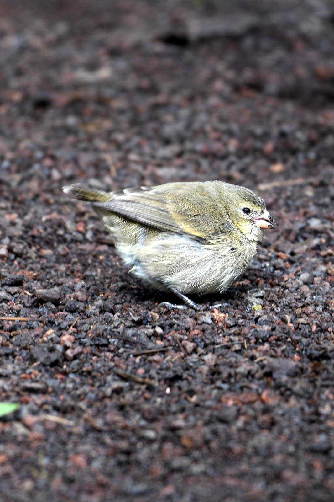 Medium Ground-Finch Photo by Ann Doty