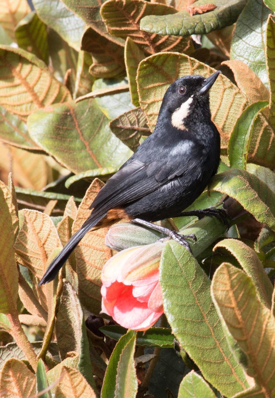 Moustached Flowerpiercer (albilinea) Photo by Roblyn Brown