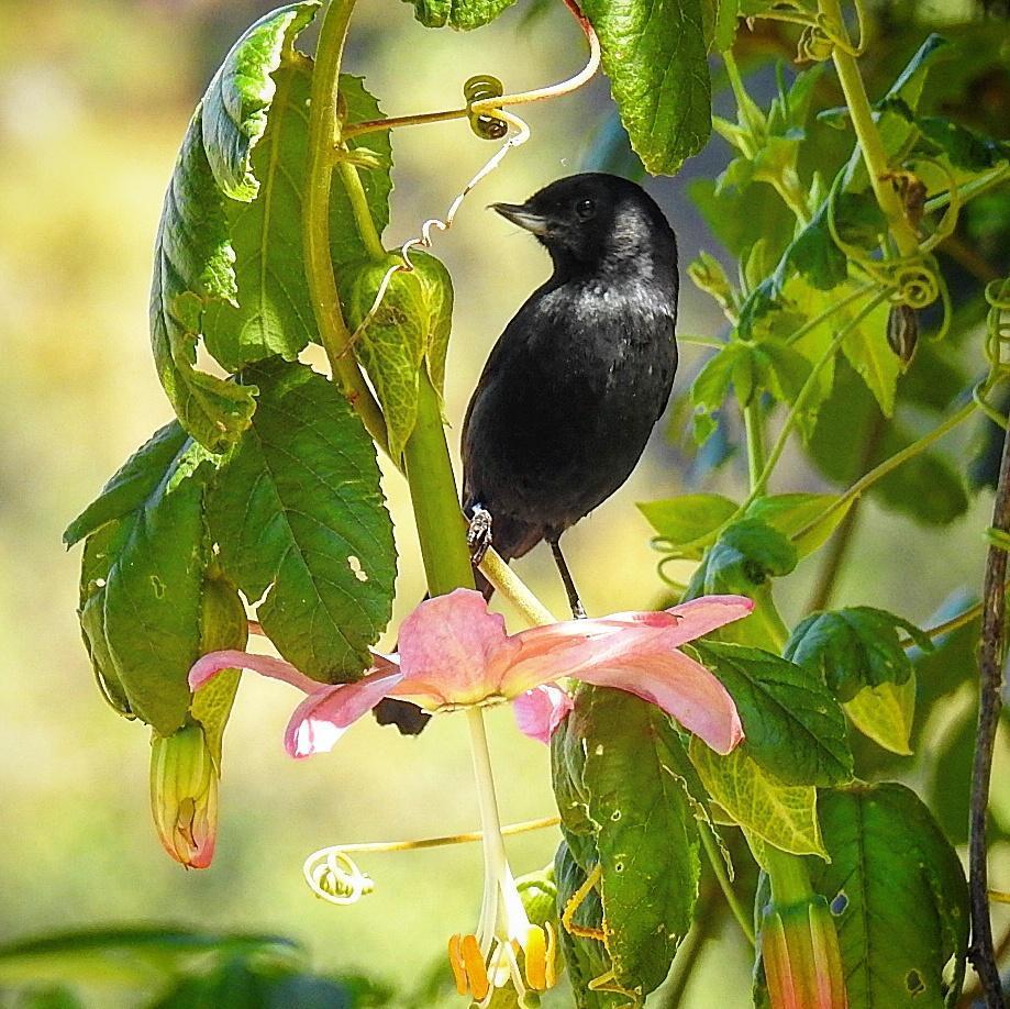 Black Flowerpiercer Photo by Julio Delgado