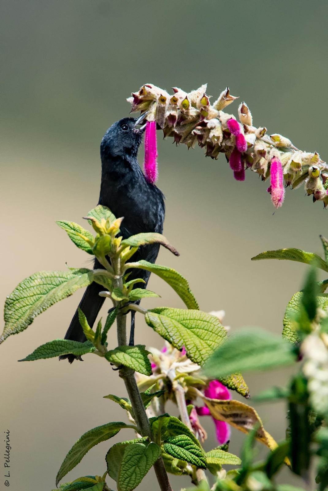 Black Flowerpiercer Photo by Laurence Pellegrini