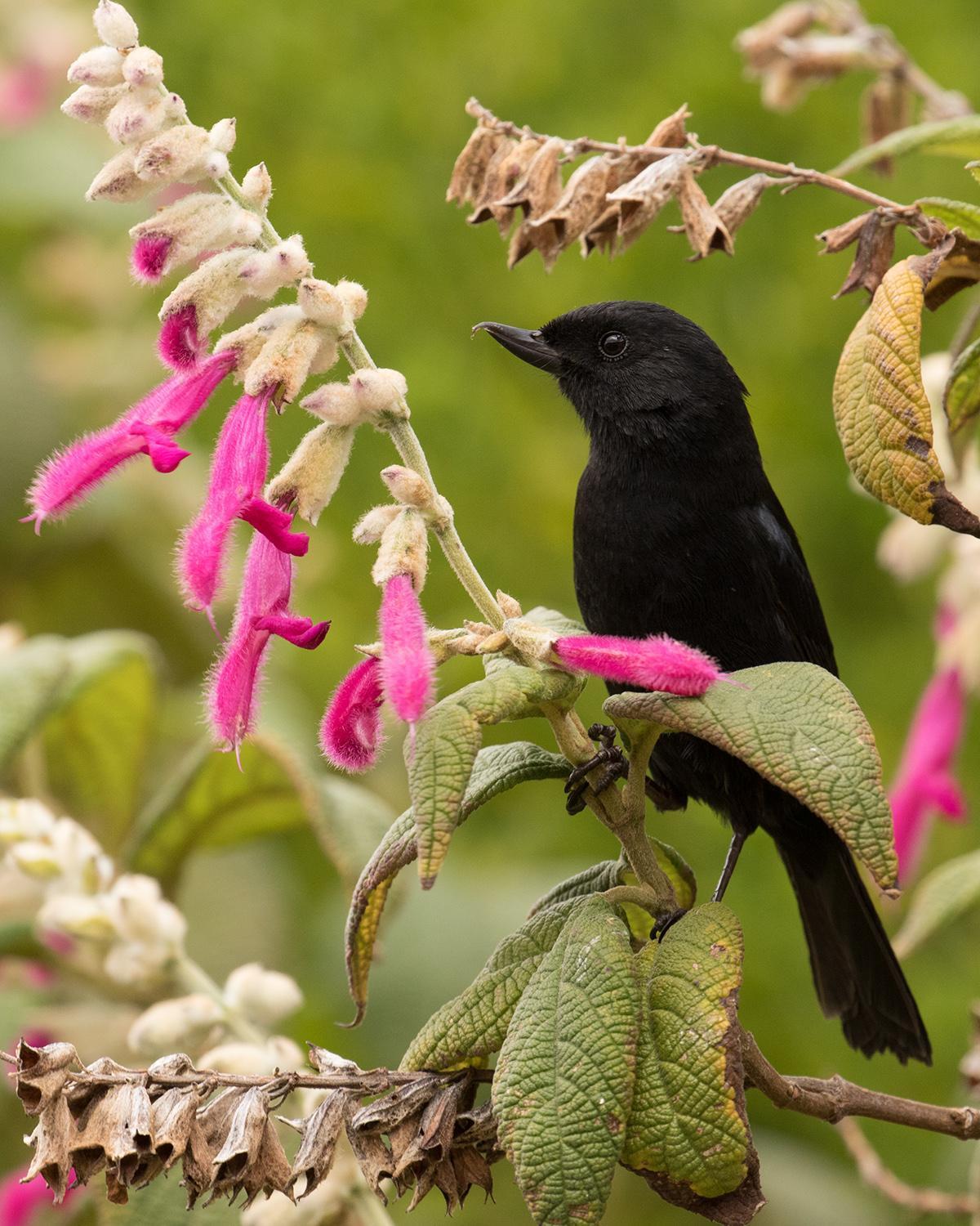 Black Flowerpiercer Photo by Greg DuBois