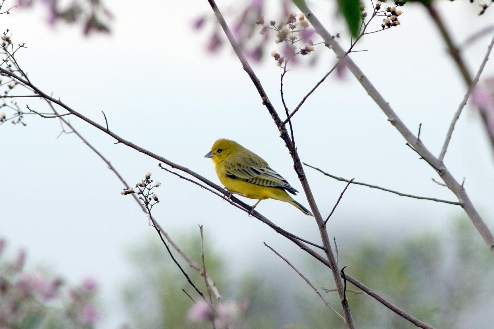 Stripe-tailed Yellow-Finch Photo by Evaldo Cesari de Oliveira Jr