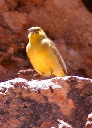 Puna Yellow-Finch Photo by Lee Harding