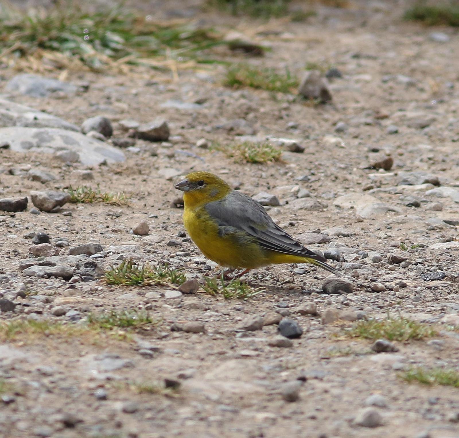 Bright-rumped Yellow-Finch Photo by Leonardo Garrigues