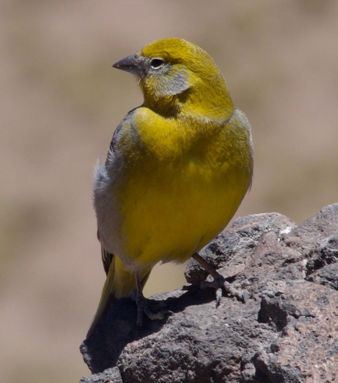 Bright-rumped Yellow-Finch Photo by Susan Leverton