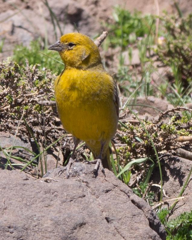 Greater Yellow-Finch Photo by Randy Siebert