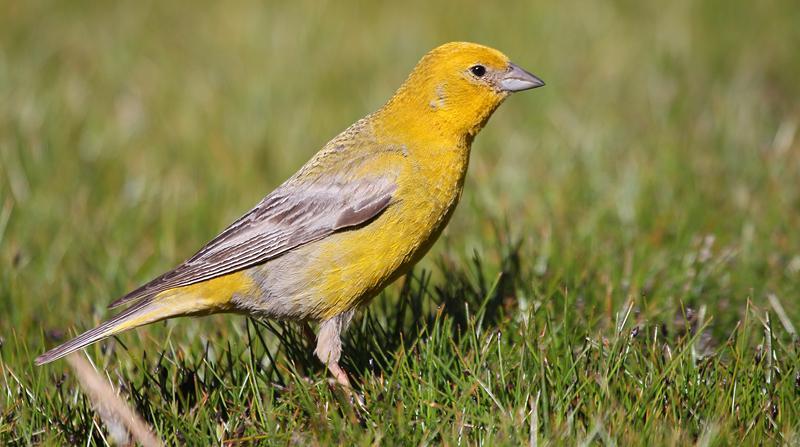 Greater Yellow-Finch Photo by Ignacio Azocar