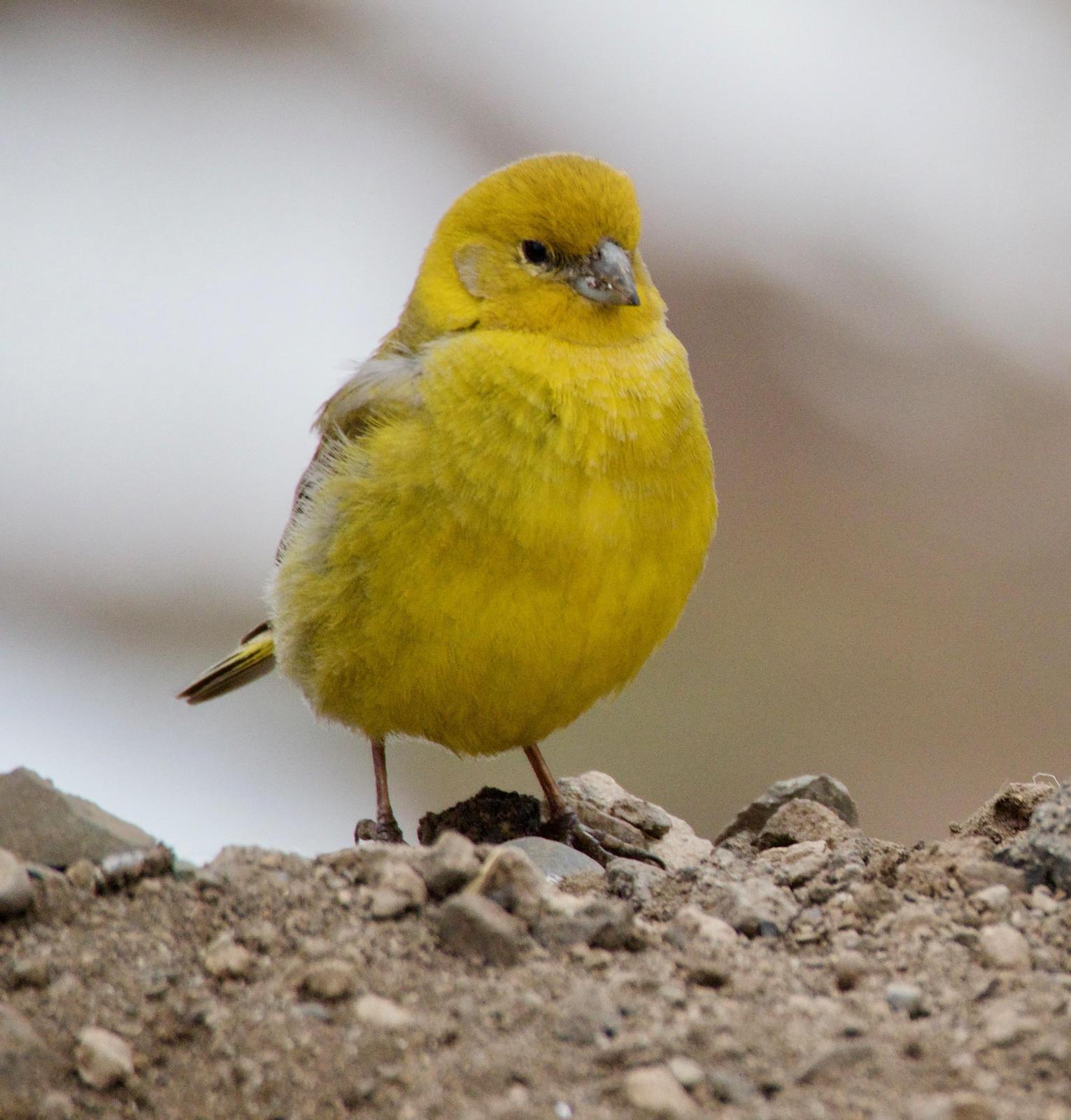 Greater Yellow-Finch Photo by Susan Leverton