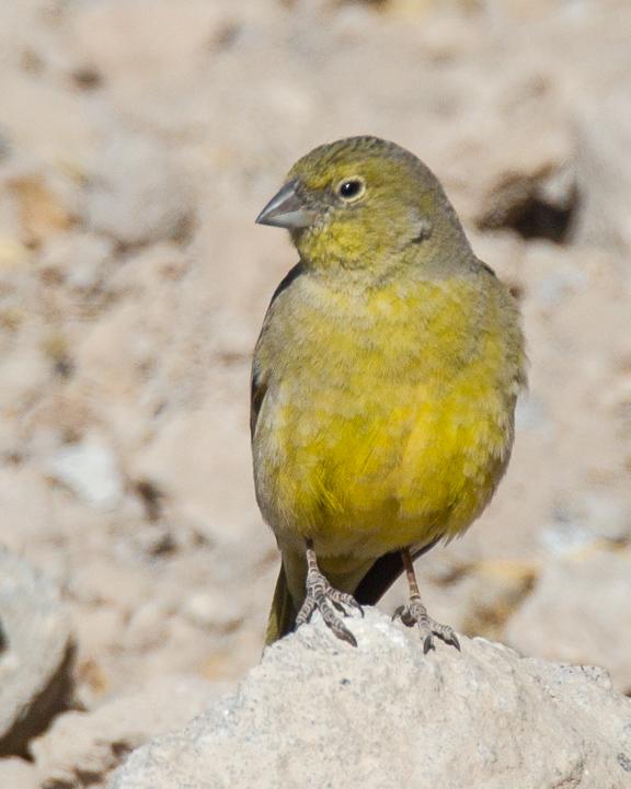 Greenish Yellow-Finch Photo by Robert Lewis