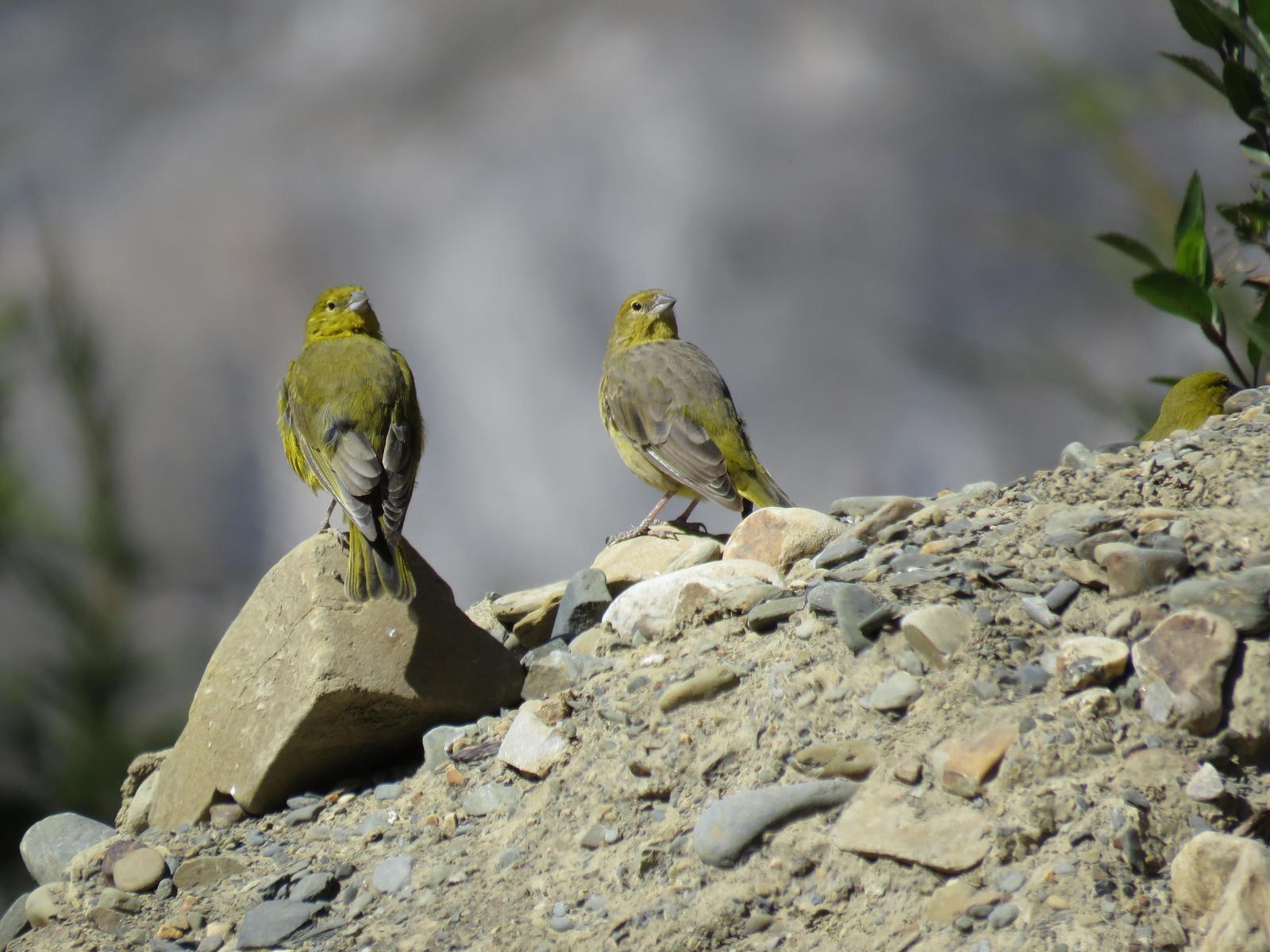 Greenish Yellow-Finch Photo by Jennifer Nelson
