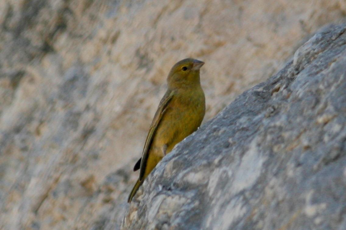 Greenish Yellow-Finch Photo by Oscar Johnson