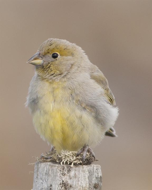 Patagonian Yellow-Finch Photo by Emanuel