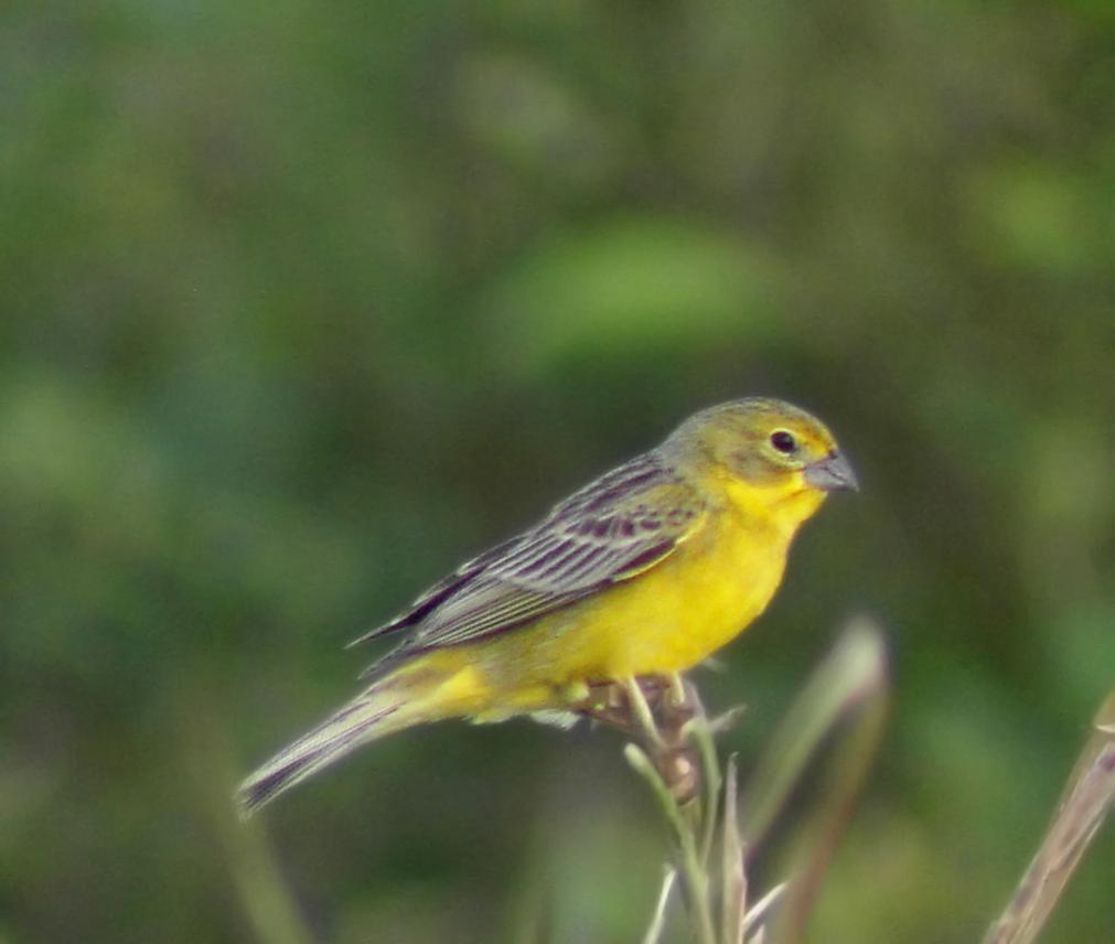 Grassland Yellow-Finch Photo by Steven Mlodinow