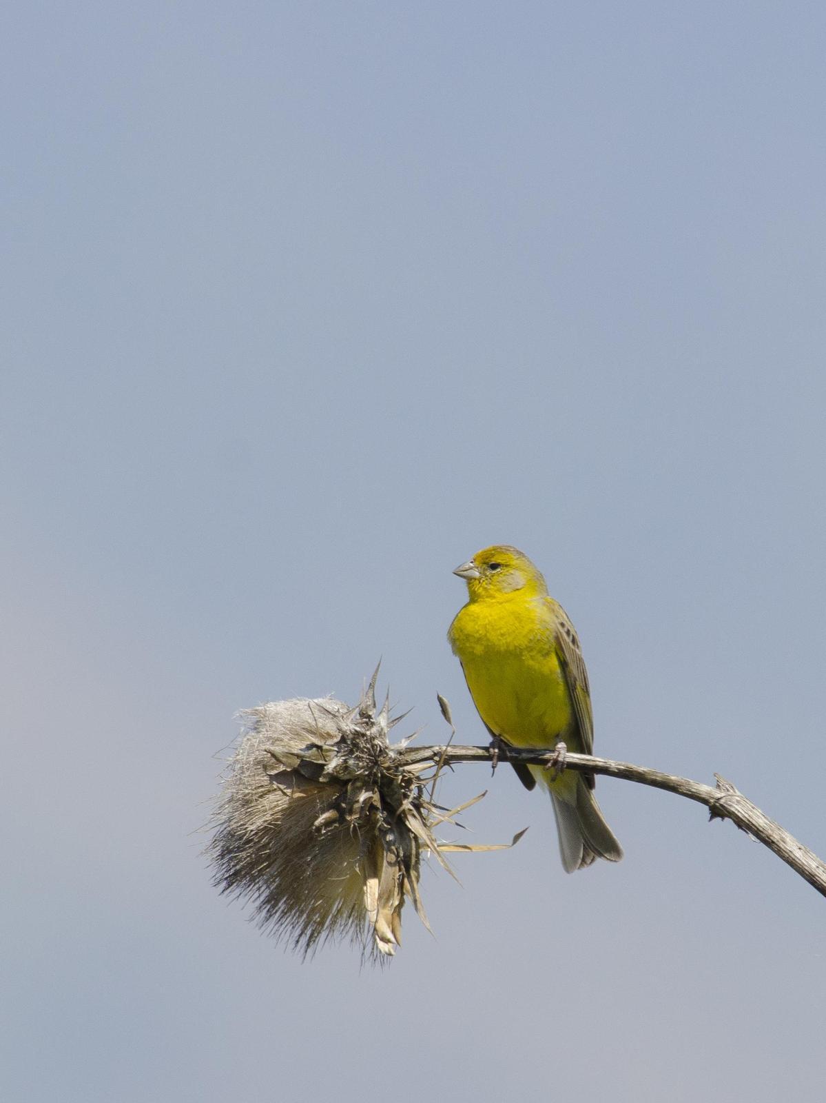 Grassland Yellow-Finch Photo by Cristian  Pinto