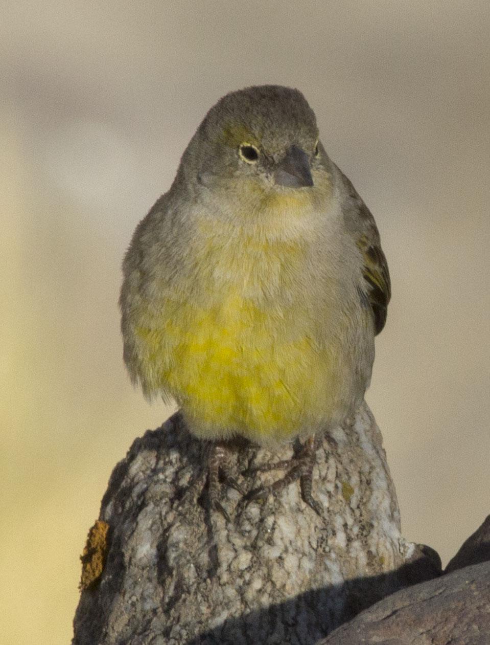 Grassland Yellow-Finch Photo by Lee Harding