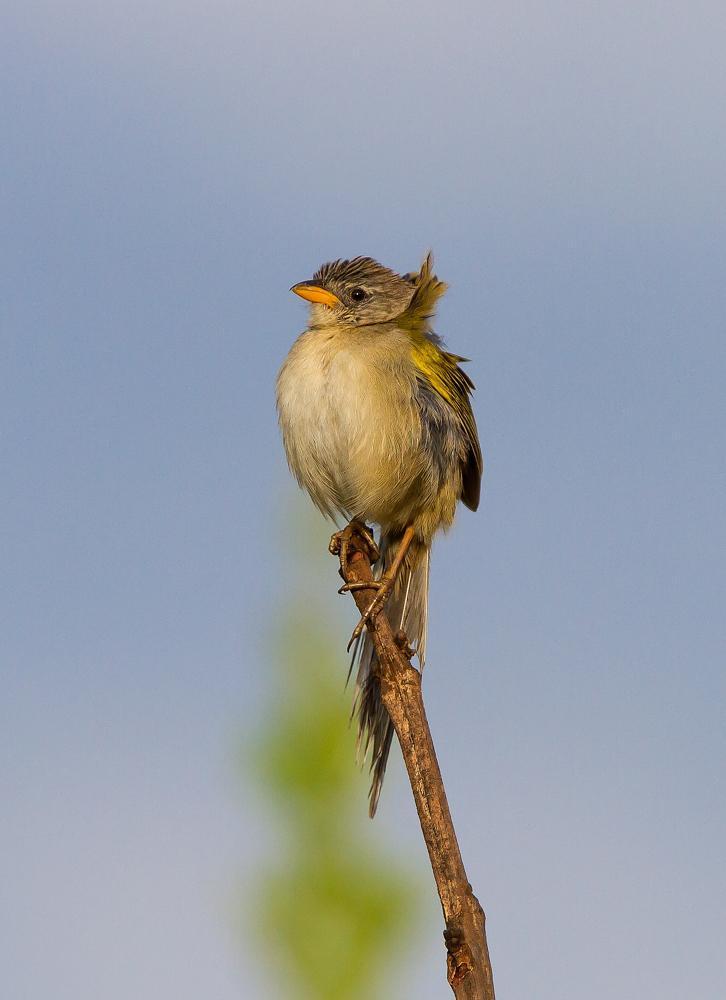 Wedge-tailed Grass-Finch Photo by Antonio Girotto