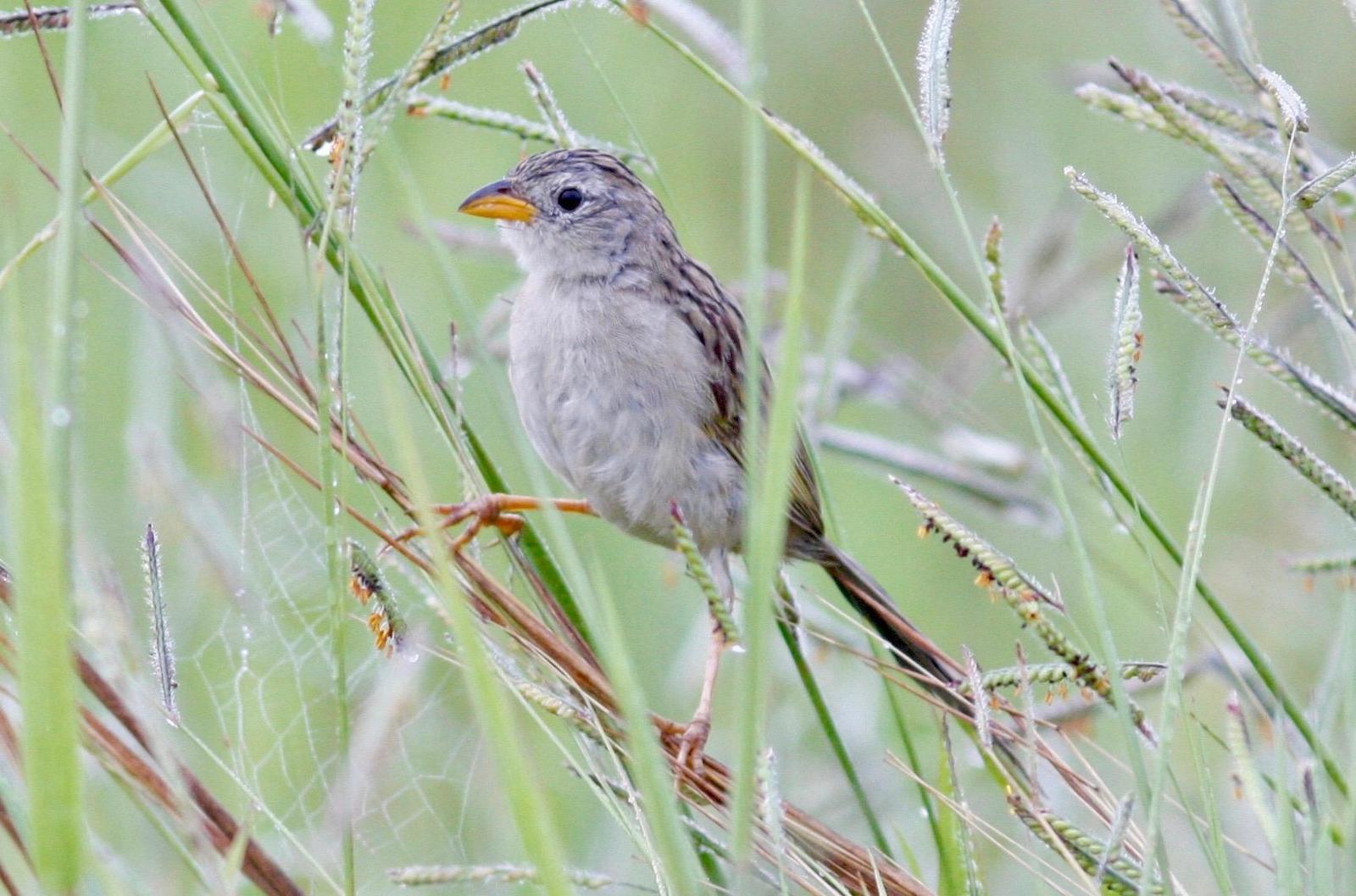 Wedge-tailed Grass-Finch Photo by Andre  Moncrieff