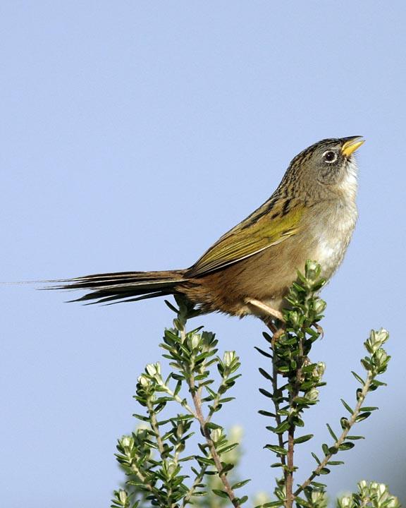 Lesser Grass-Finch Photo by Peter Boesman