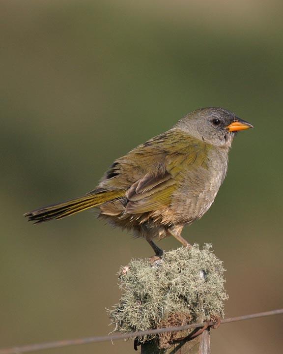 Great Pampa-Finch Photo by Peter Boesman