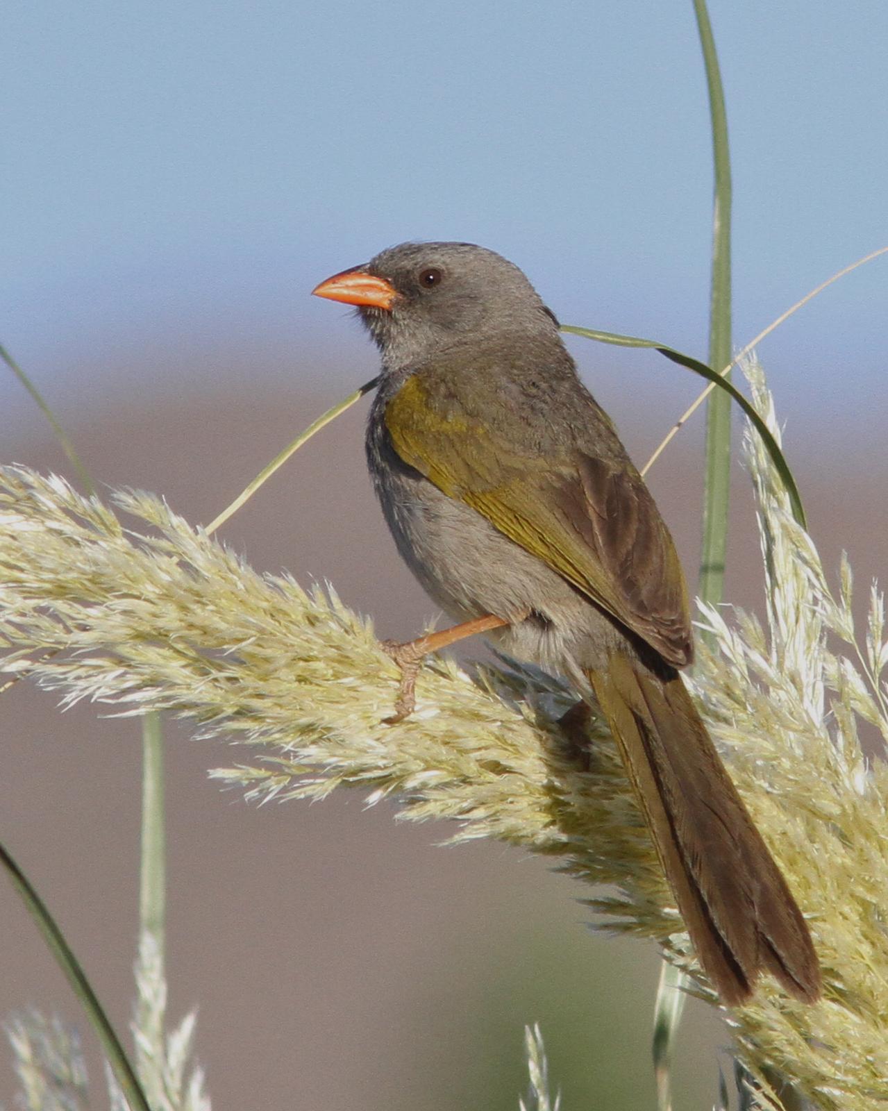 Great Pampa-Finch Photo by Marcelo Padua