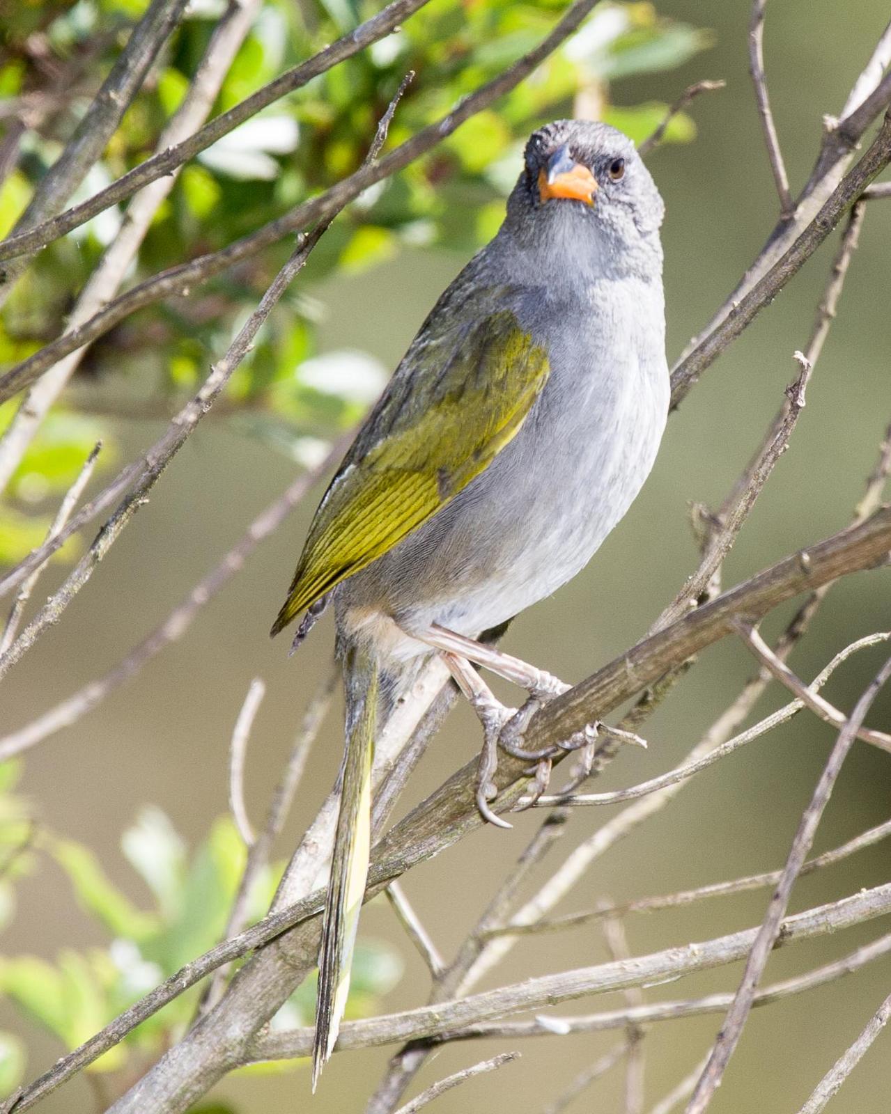 Great Pampa-Finch Photo by Robert Lewis