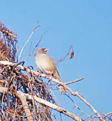 Great Pampa-Finch Photo by Dan Tallman