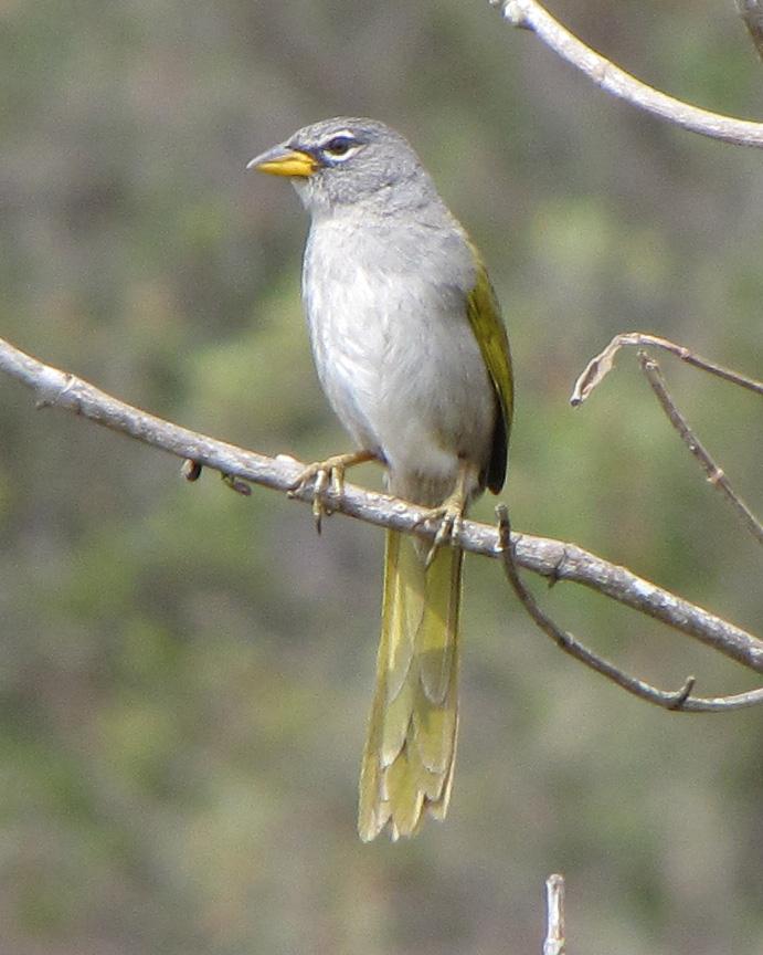 Pale-throated Pampa-Finch Photo by Kent Fiala